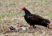 Turkey Vulture and Raccoon Carcass