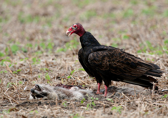 Turkey Vulture and Raccoon Carcass