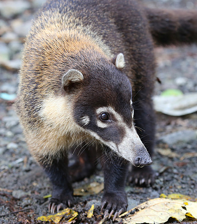 White-nosed Coati - Costa Rica