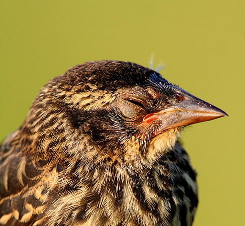 Red-winged Blackbird