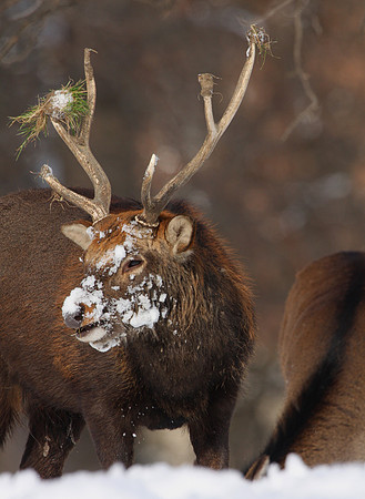 Sika Deer