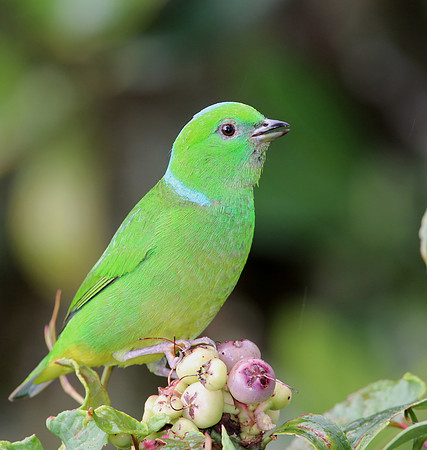 Golden-browed Chlorophonia - Suria, Costa Rica