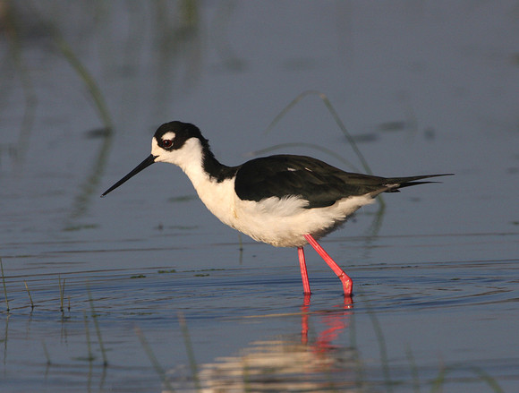 Black-necked Stilt