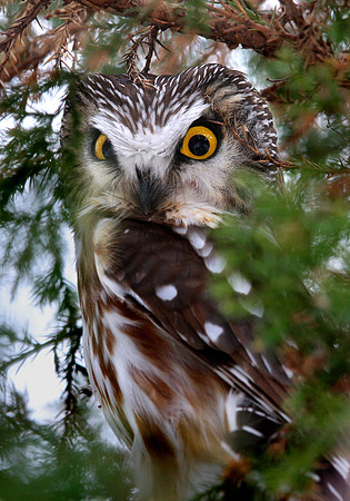 Northern Saw-whet Owl