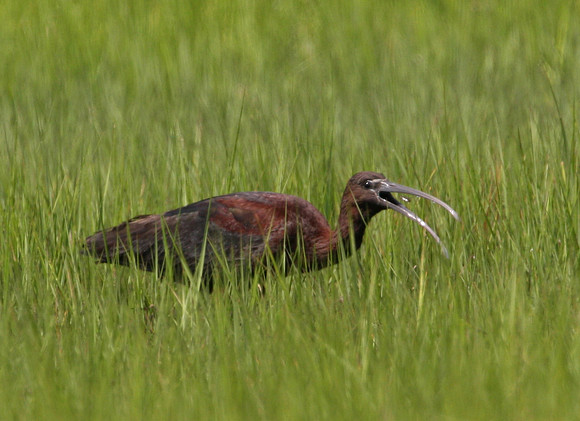 Glossy Ibis