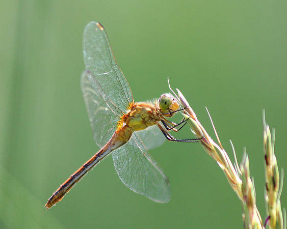 Meadowhawk