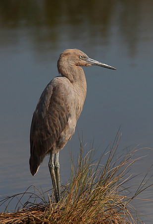 Reddish Egret