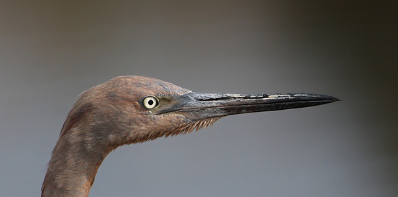 Reddish Egret Anahuac National Wildlife Refuge, Texas