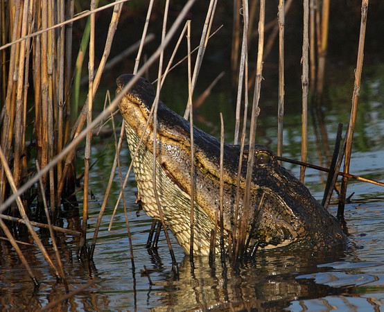 American Alligator Anahuac National Wildlife Refuge Texas