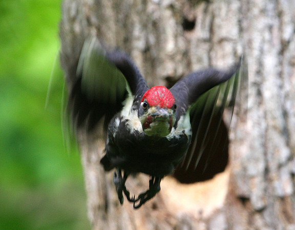 Pileated Woodpecker