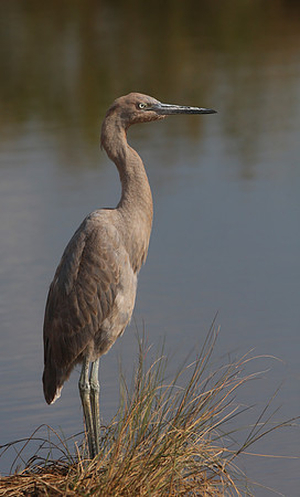 Reddish Egret Anahuac National Wildlife Refuge, Texas