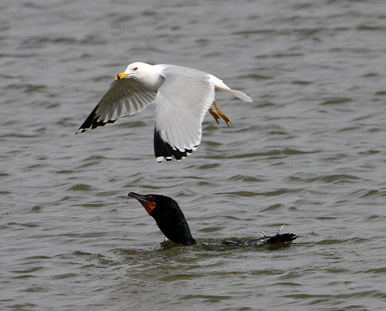 Double-crested Cormorant and gull
