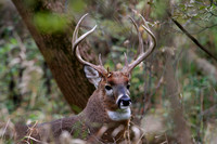 White-tailed Deer Buck
