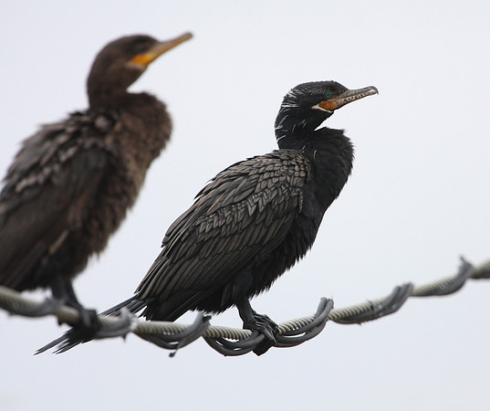 Neotropic Cormorant