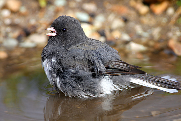 Dark-eyed Junco