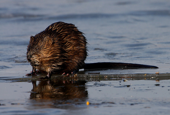 Muskrat
