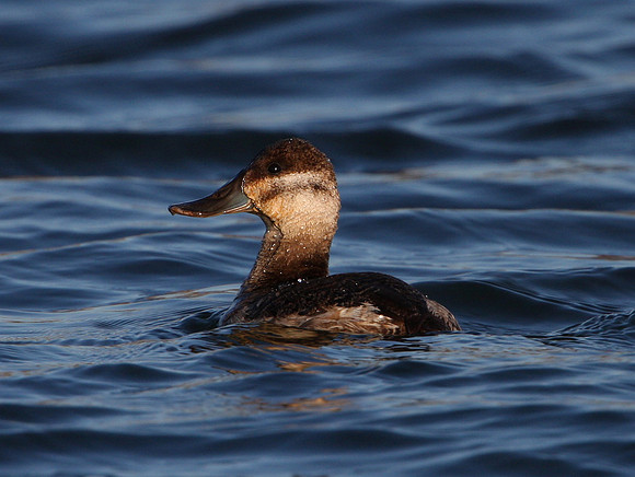 Ruddy Duck