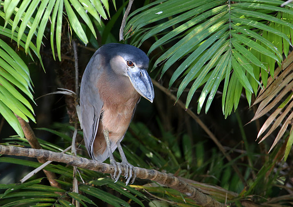 Boat-billed Heron - Casa Solimar, Costa Rica