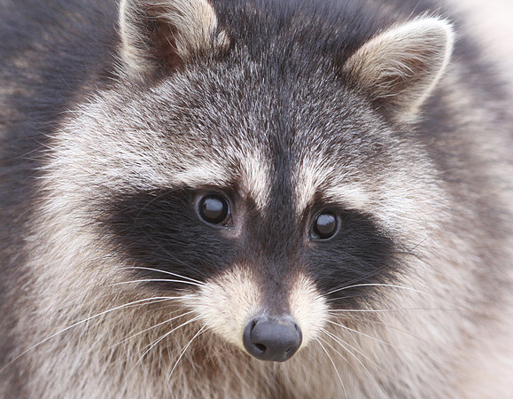 Raccoon - Goose Lake Prairie