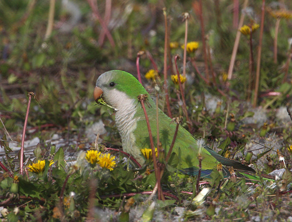 Monk Parakeet