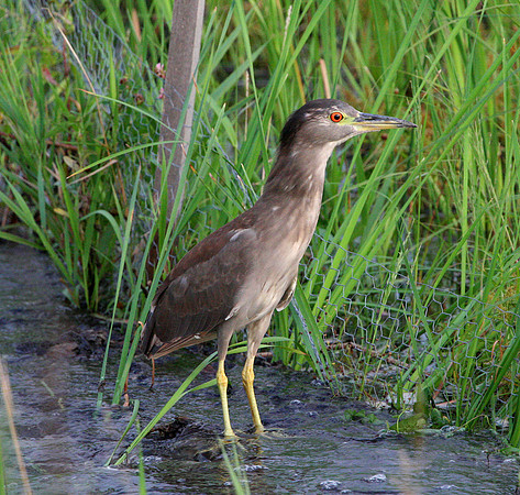 Black Crowned Night Heron