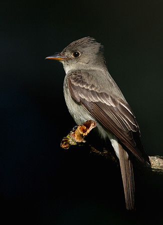 Eastern Wood-Pewee