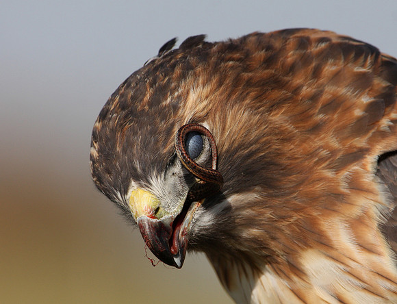 Red-tailed with Garter Snake
