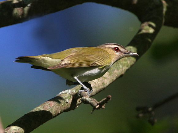 Red-eyed Vireo