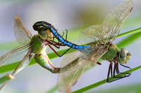 Common Green Darners
