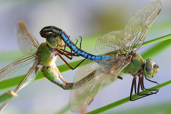Common Green Darners