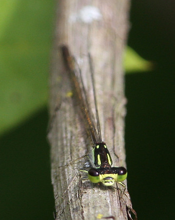 Fragile Forktail
