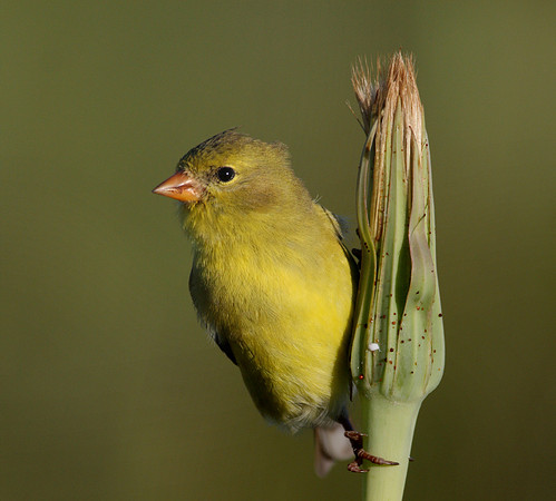 American Goldfinch