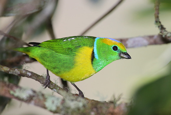 Golden-browed Chlorophonia - Suria, Costa Rica