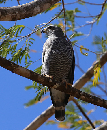 Gray Hawk - Casa Solimar, Costa Rica