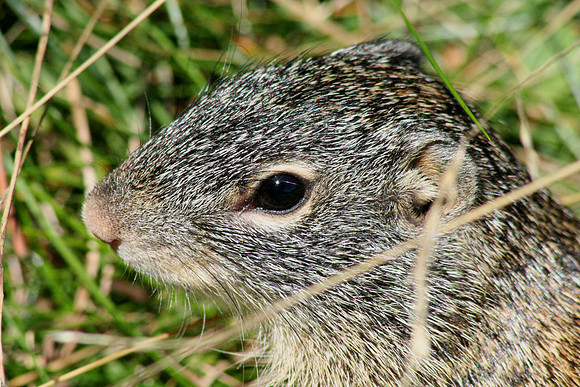 Franklin's Ground Squirrel