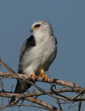 White-tailed Kite Anahuac National Wildlife Refuge, Texas