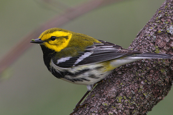 Black-throated Green Warbler