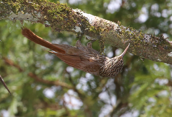 Streak-headed Woodpecker - Selva Verde, Costa Rica