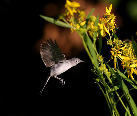 Blue-gray Gnatcatcher