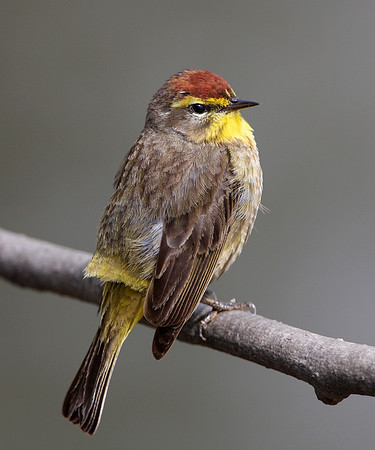 Palm Warbler