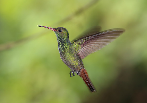 Rufous-tailed Hummingbird - Costa Rica