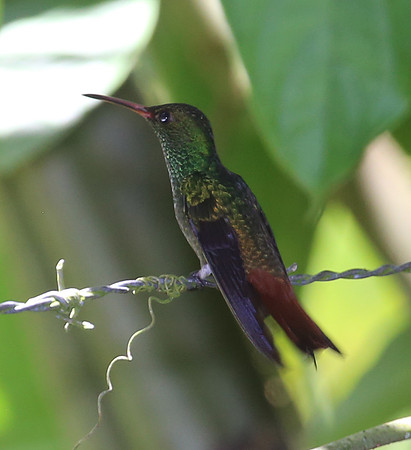 Rufous-tailed Hummingbird - Costa Rica