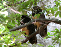 Spectacled Owl - Casa Solimar, Costa Rica