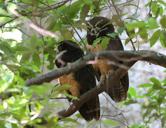 Spectacled Owl - Casa Solimar, Costa Rica