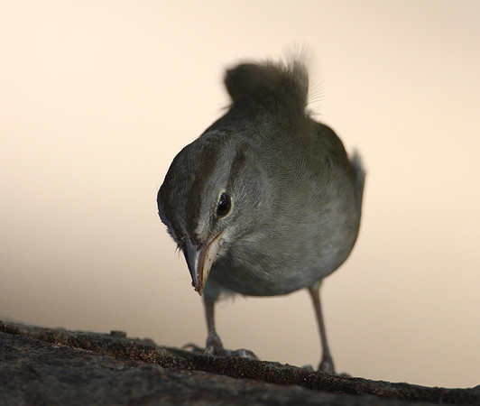 Olive Sparrow