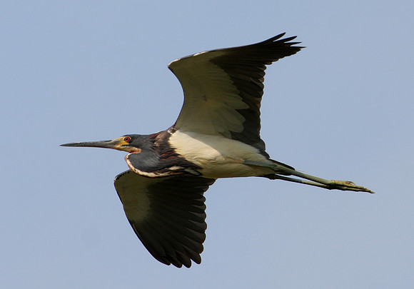 Tricolored Heron - Santa Ana NWR