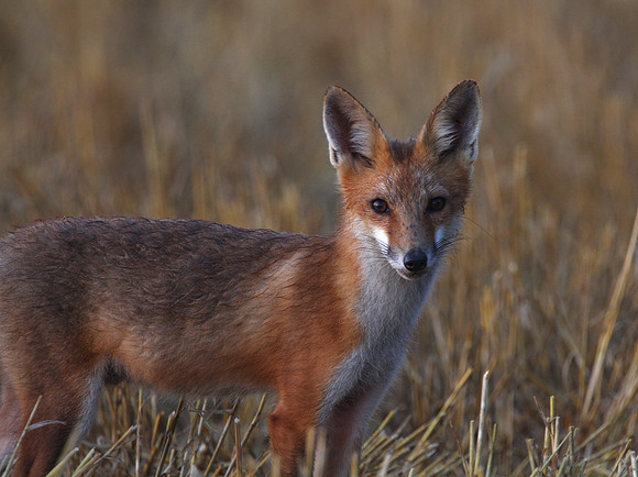 Red Fox