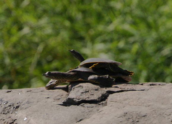 Spiny Softshell Turtle
