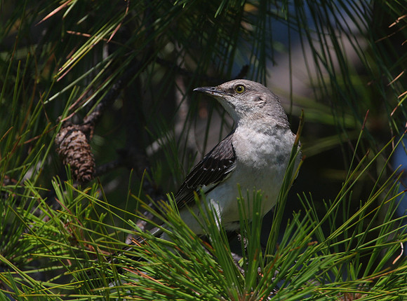 Northern Mockingbird