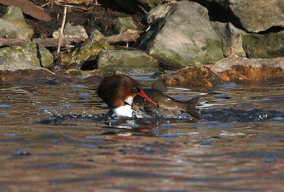 Common Merganser